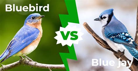 jaybird bird vs blue jay